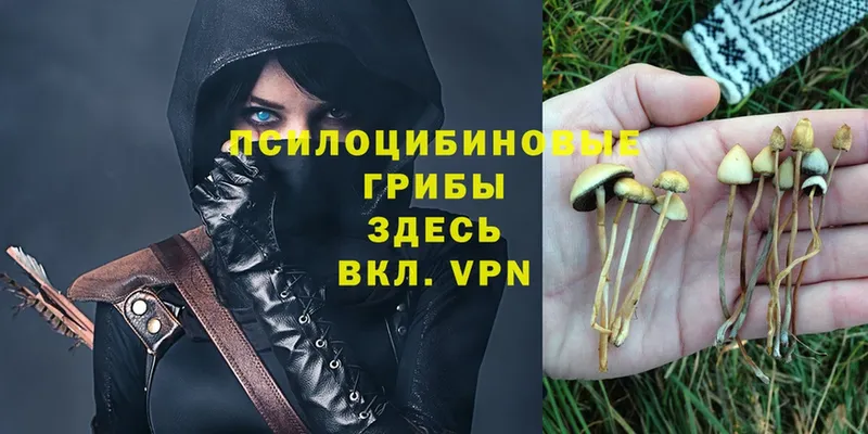 Галлюциногенные грибы Magic Shrooms  продажа наркотиков  Мышкин 